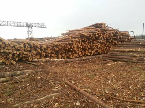 Продажа обрезной доски, круглого леса - производитель из Свердловской области, фотография 6