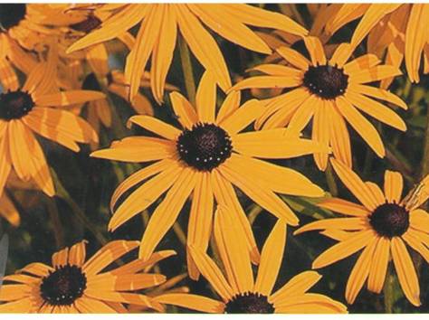 Цветы, фотография 1