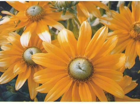 Цветы, фотография 2