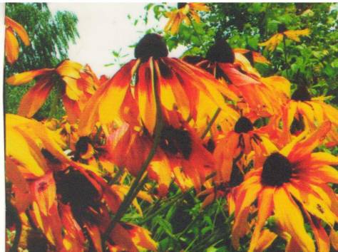 Цветы, фотография 3