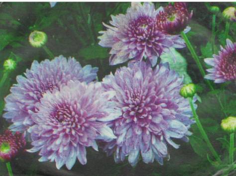 Цветы, фотография 4