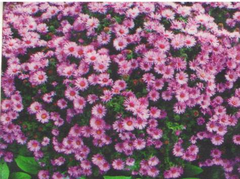 Цветы, фотография 5