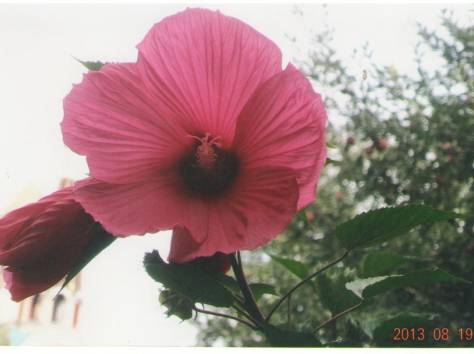 Цветы, фотография 6