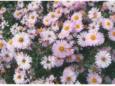 Цветы, фотография 7