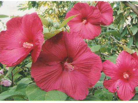 Цветы, фотография 8