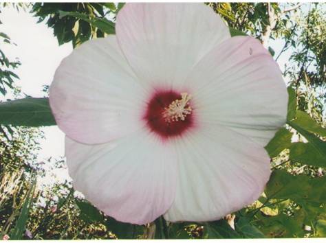 Цветы, фотография 9