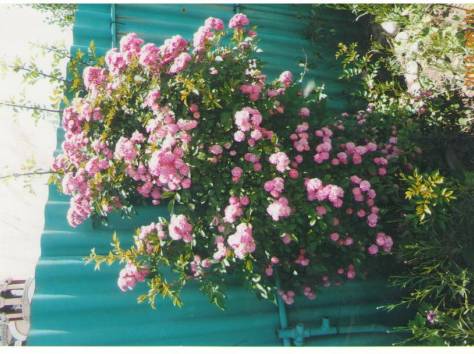 Цветы, фотография 12