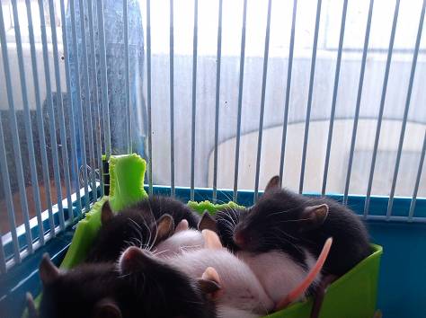 продам крысят, фотография 2