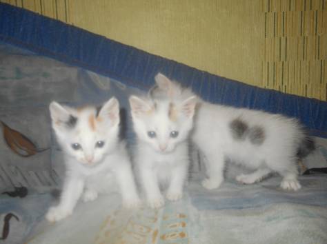 отдам котят, фотография 2
