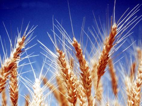 Продажа мука, хлопья, крупы, отруби, комбикорма, рыба, фотография 1