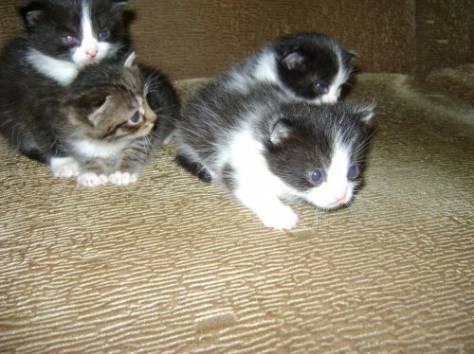 Котята!1 месяц!, фотография 3