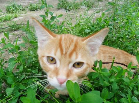 Два рыжих пушистых комочка ищут добрых и заботливых хозяев, фотография 2