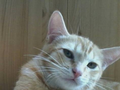 Два рыжих пушистых комочка ищут добрых и заботливых хозяев, фотография 3