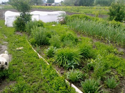 Продам дом в с.Бобровка, ВКО, фотография 3