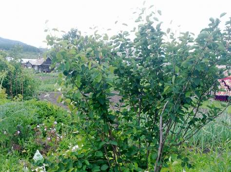 Продам дом в с.Бобровка, ВКО, фотография 5