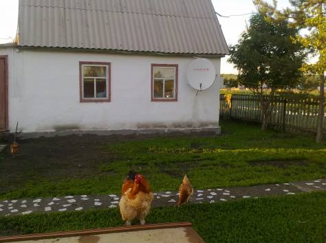 Продам дом в с.Бобровка, ВКО, фотография 7