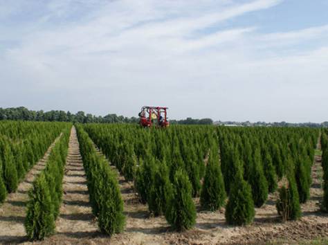 Хвойные и лиственные деревья из лесхозов России оптом, фотография 3