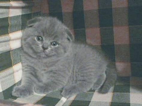 Котята, фотография 2