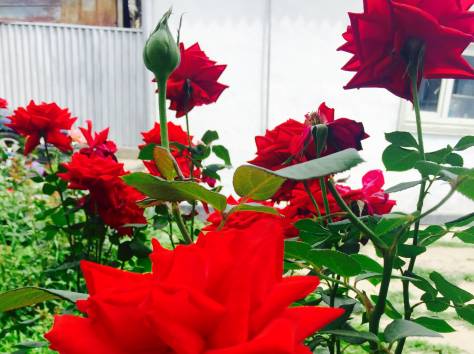 Срочно продам дом, сухэ Батор , фотография 1