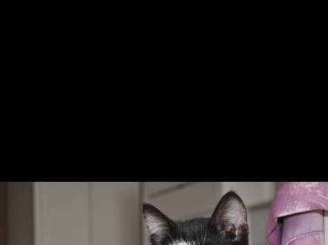 Отдается котенок-мальчик, фотография 1