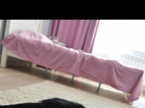 Отдается котенок-мальчик, фотография 3