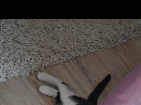 Отдается котенок-мальчик, фотография 5