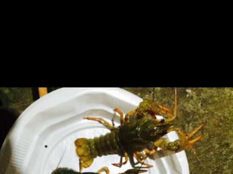 Куплю живых раков, фотография 1