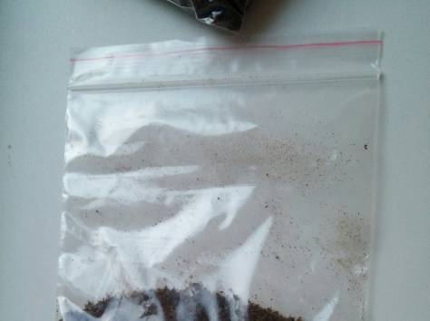 Медведка речная, фотография 3