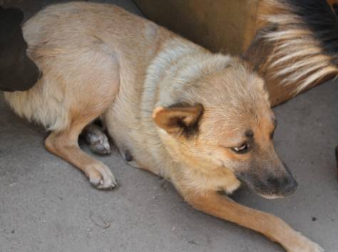 Замечательная собачка в добрые руки, фотография 4