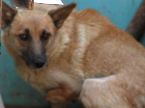 Замечательная собачка в добрые руки, фотография 5