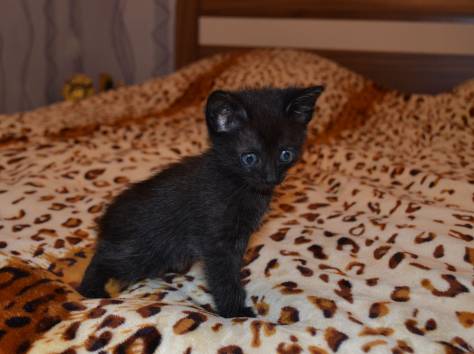 Дарю котят, фотография 1