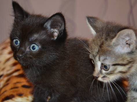 Дарю котят, фотография 3