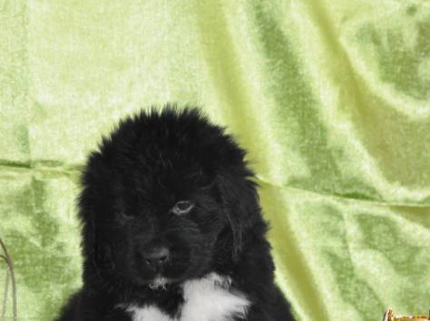 Ньюфаундленда щенки, фотография 1