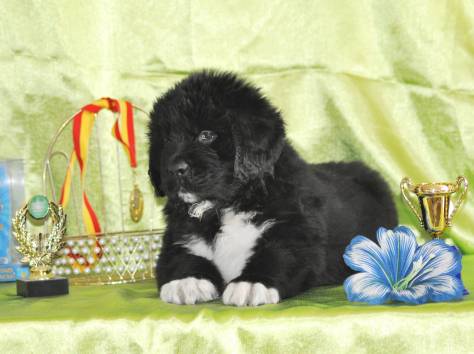 Ньюфаундленда щенки, фотография 2