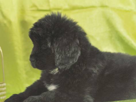 Ньюфаундленда щенки, фотография 3