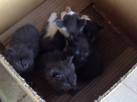 Одам в хорошие руки, фотография 1