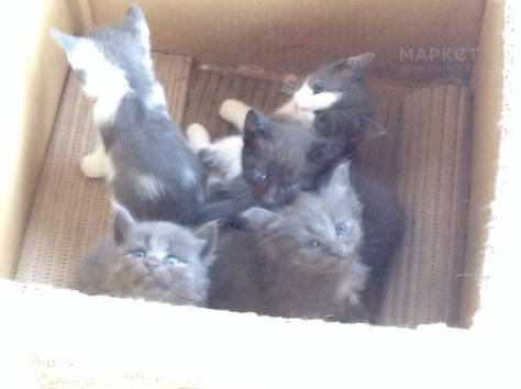 Одам в хорошие руки, фотография 2