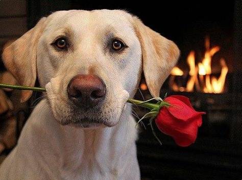 Индивидуальная дрессировка собак с выездом на дом, фотография 1