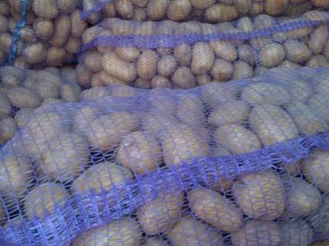 Картофель оптом от производителя от 40 тг./кг, фотография 1