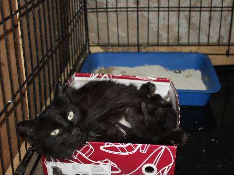 Красавица кошечка в надежные руки!, фотография 3