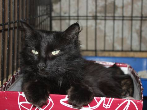 Красавица кошечка в надежные руки!, фотография 4