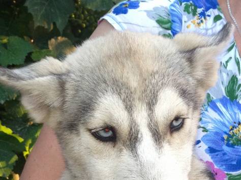 Продам щенков сибирский хаски, фотография 2