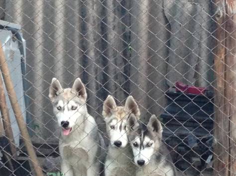 Продам щенков сибирский хаски, фотография 5
