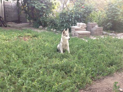 Продам щенков сибирский хаски, фотография 6