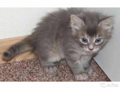 Отдам котенка в хорошие руки, фотография 1