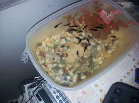 Продам мальков моллинезии, фотография 1