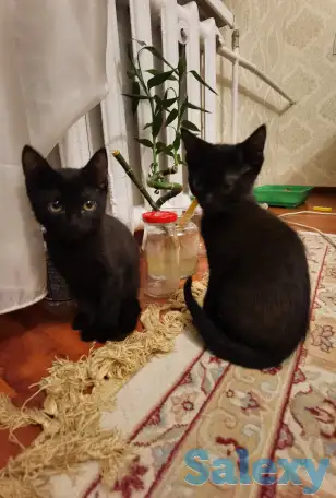 Отдам котят в хорошие руки, фотография 5