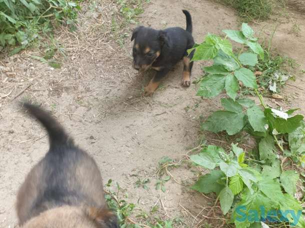 Отдам щенков в добрые руки!, фотография 4