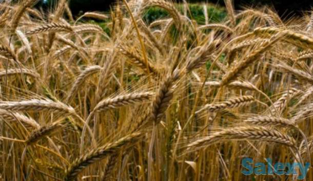 Семена тритикале озимого 