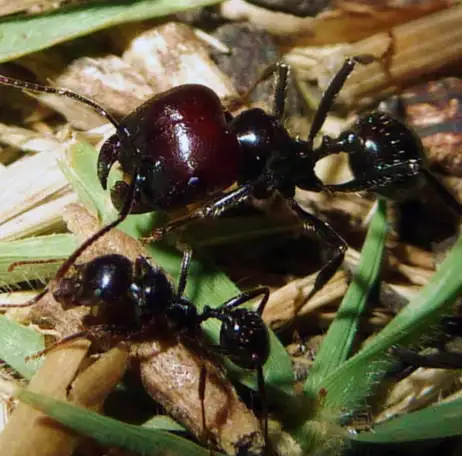 Внимание! Муравьи для новичков, фотография 1